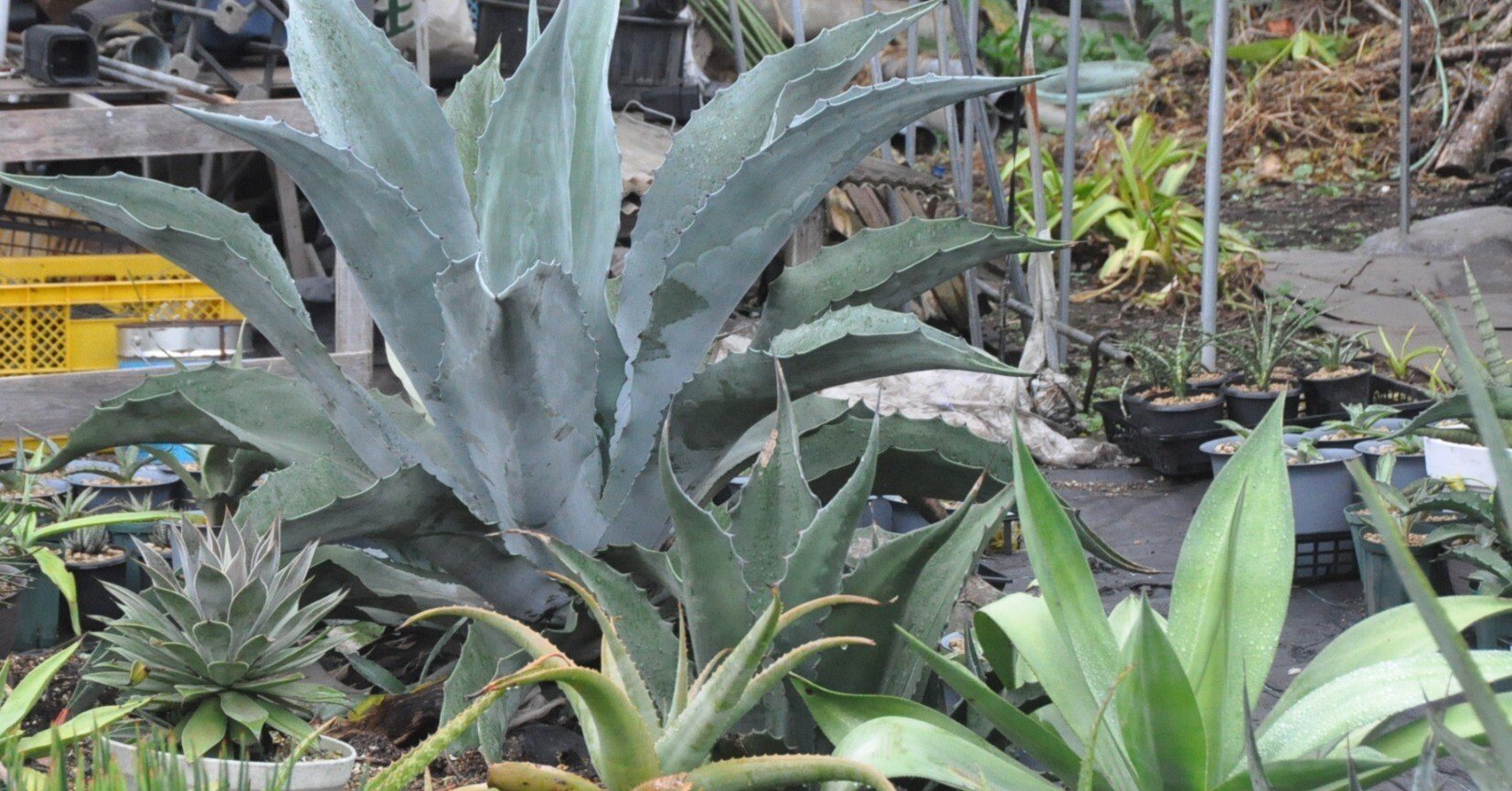 アガベ☆ソブリア・フレイレンシス実生選抜株 アガベ詳細案内 1（ソブリア フレイレンシス）｜KKGREEN