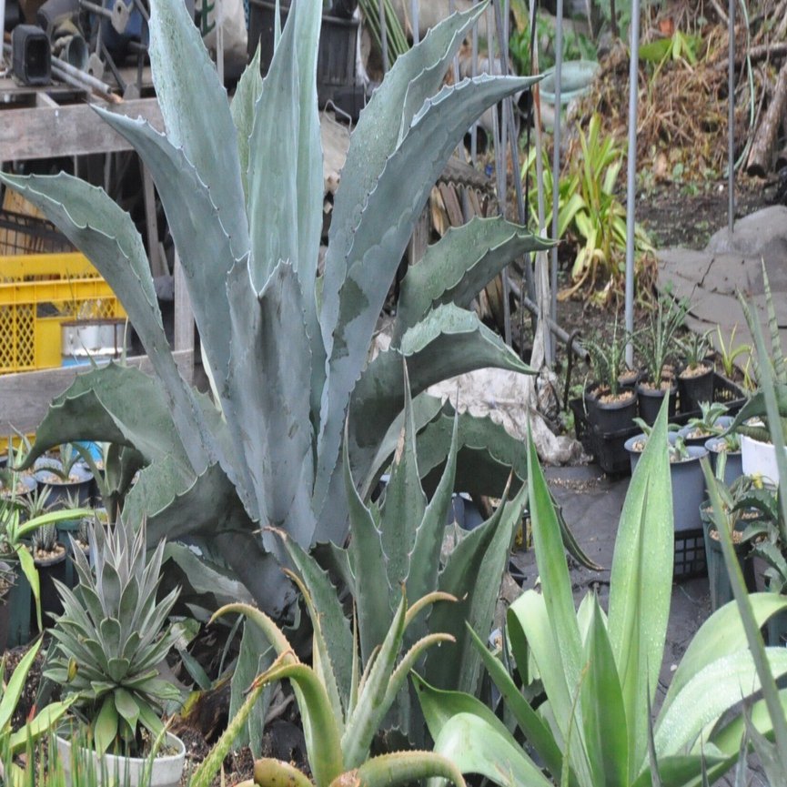 アガベ詳細案内 1（ソブリア フレイレンシス）｜KKGREEN