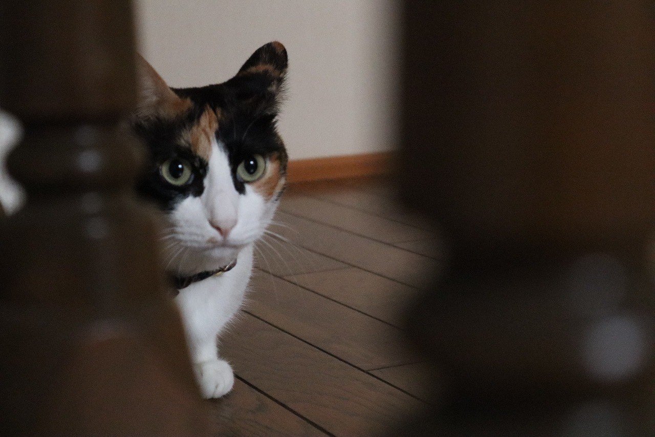 Twitter隠し機能 Media Studioの解放手順と使い方 21 2 5 追記 Torque トルク Note