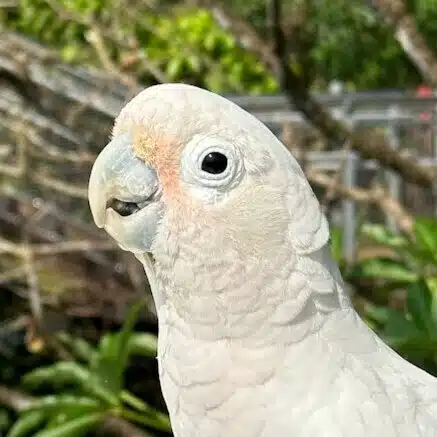 みにゃん