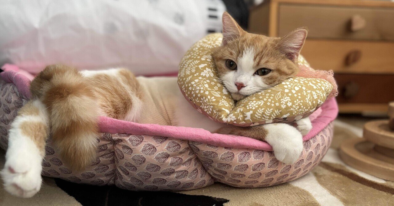 31 猫の砂 9.15 OFT 【ハロウィンセール開催中~11/3】 [猫砂 クリスタルブレンド