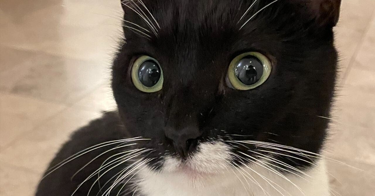 トルコは猫の国｜けんいち【kindle作家】