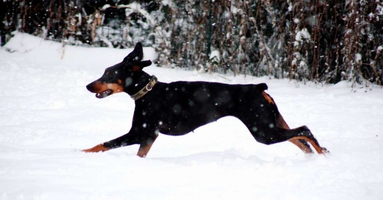 ドーベルマンズとワタシ暦 ワタシのなかのアン ドーベルマンズ 管理人 Note