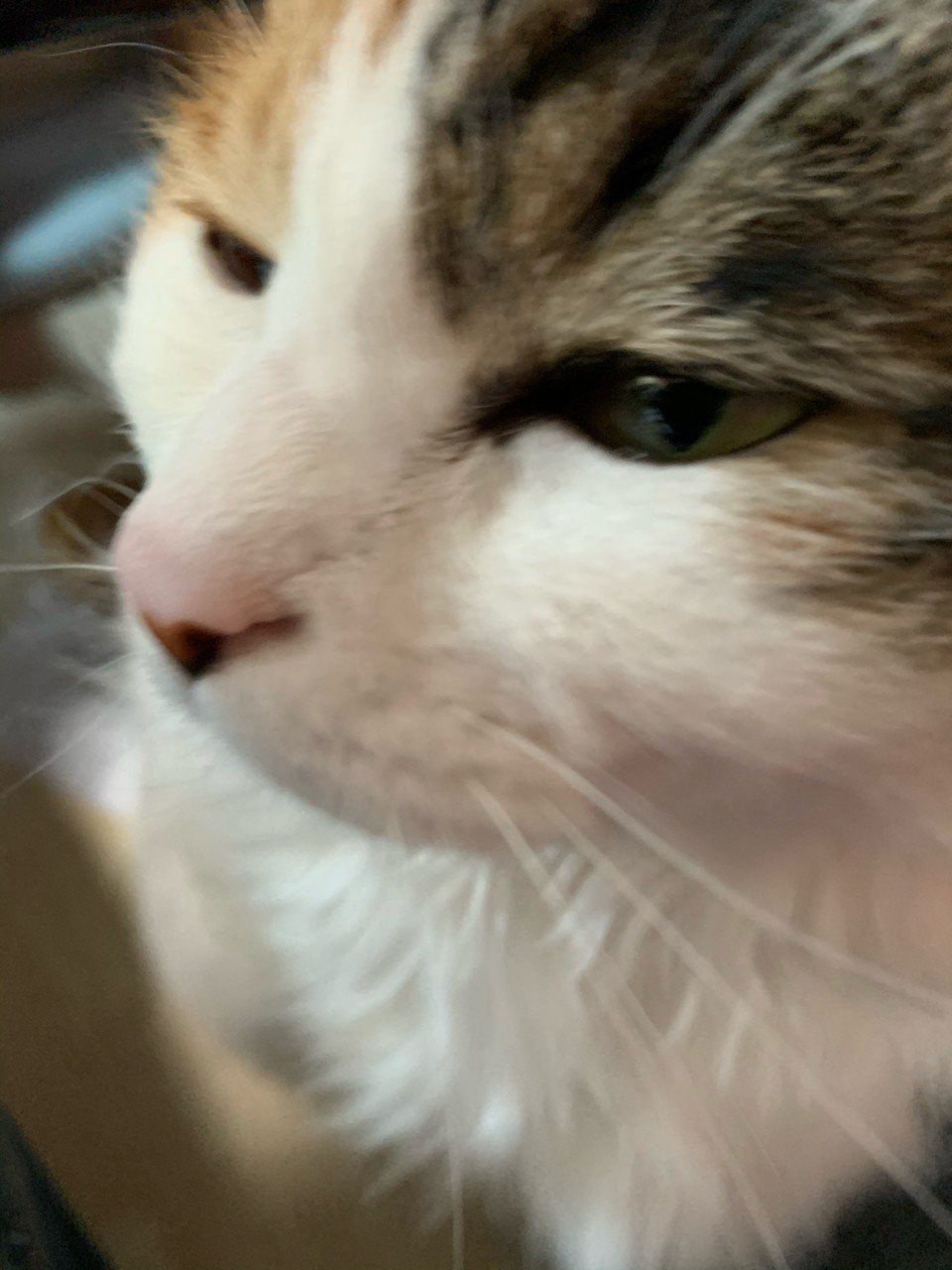 三毛猫と きたごう行政書士事務所 Note 三毛猫と きたごう行政書士事務所 Note