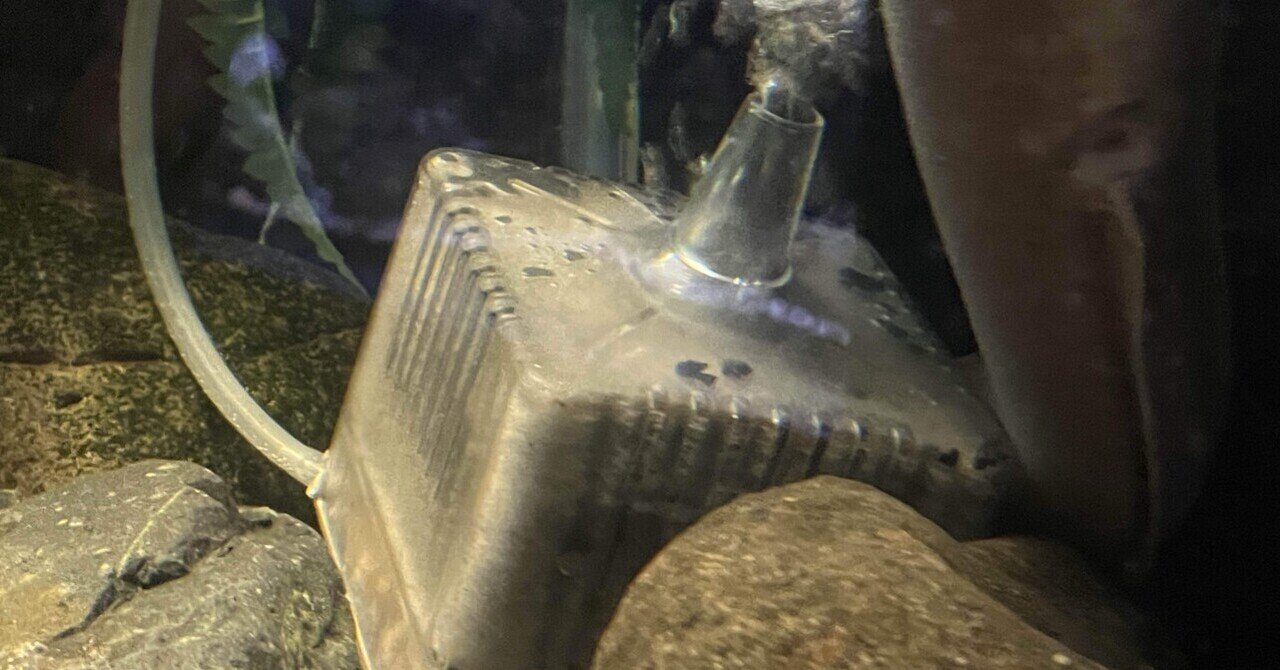 水槽内 未知の物体について｜北里アクアリウムラボ