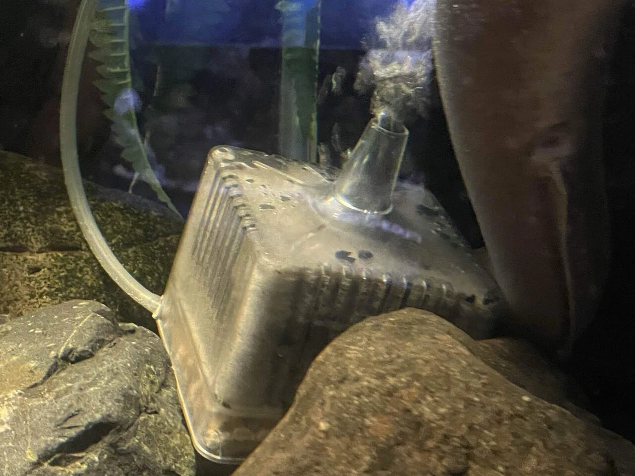 水槽内 未知の物体について｜北里アクアリウムラボ