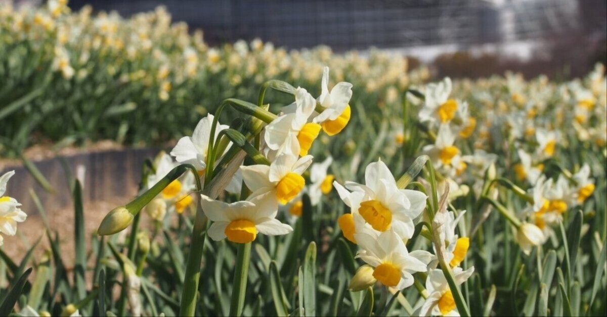大阪周辺の水仙【小規模含め11か所】｜レタス