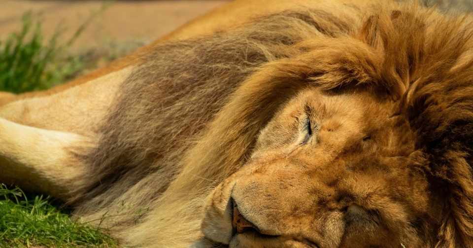 ライオンが寝ている あり方探求ライフコーチ てつ Note