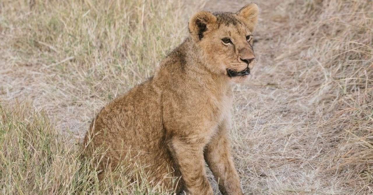 はじめの一歩 マンガ は何のために復帰するか作者も模索してるように見える デルロット Note