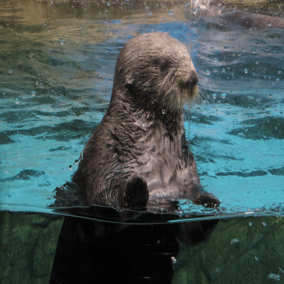 リロくんのことを書き出したら140字に収まらない。｜Olivine