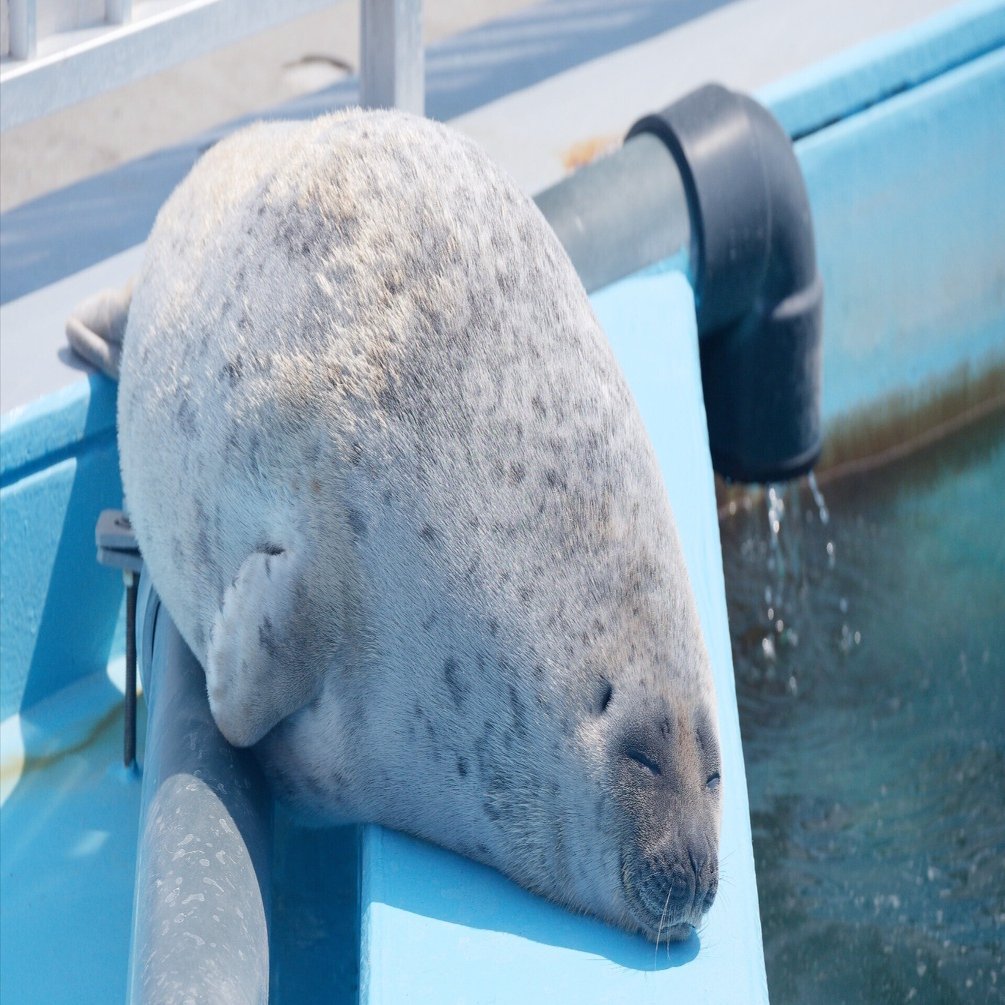 アザラシ様 ∞`⊃)З₊⁎⁺˳✧༚ 半分モフモフなましろくん🦭✨ 可愛すぎる