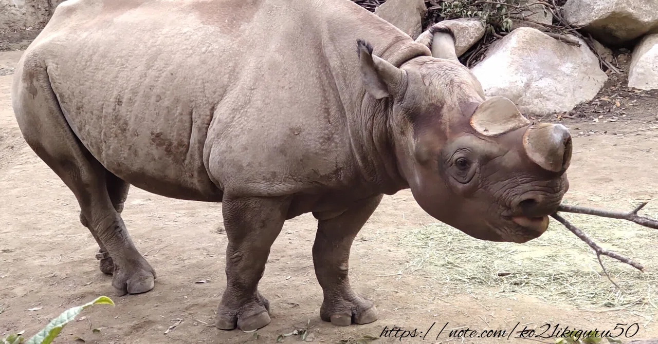 クロサイから考える動物園｜いきものぐるり
