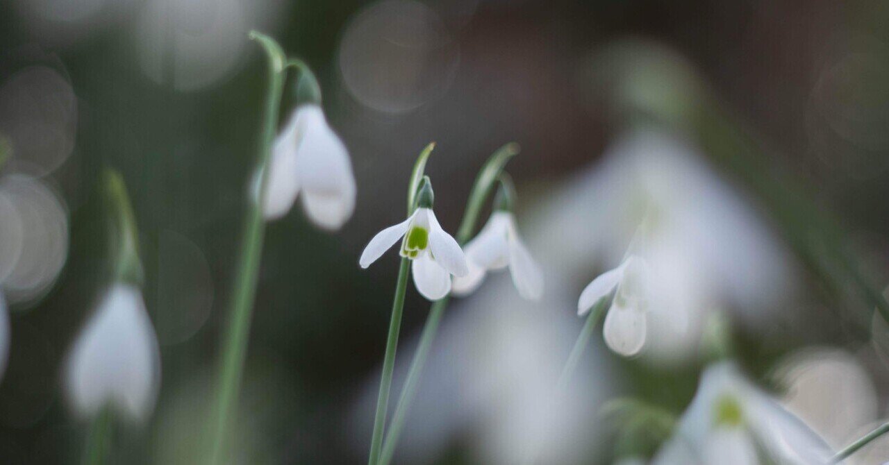 撮影日記②スノードロップ｜shochan.photo_diary