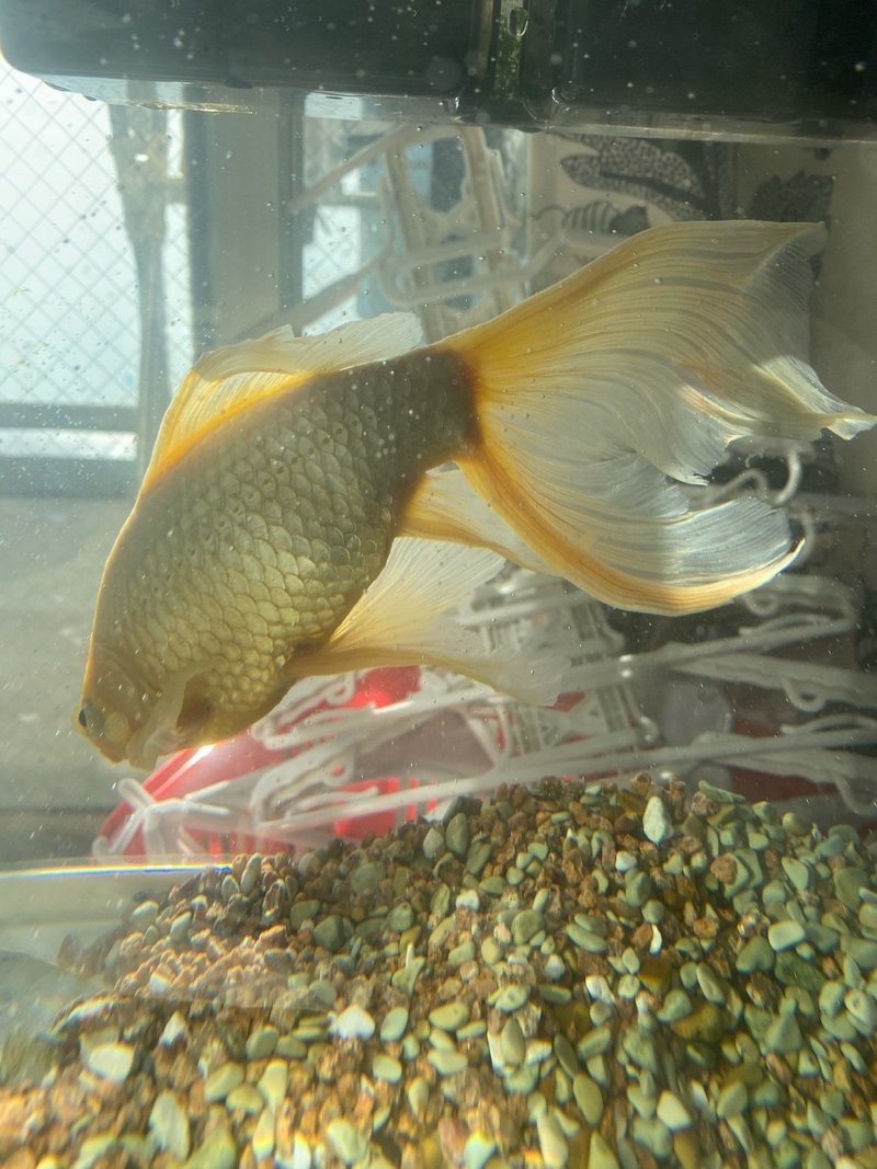 最高のコレクション 金魚 の 交尾 2568 Tenbangwalljp