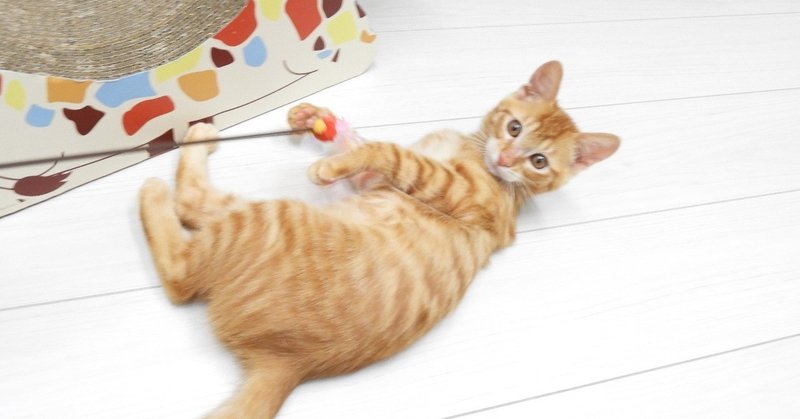 保護猫の洗濯ネット入れ N Note