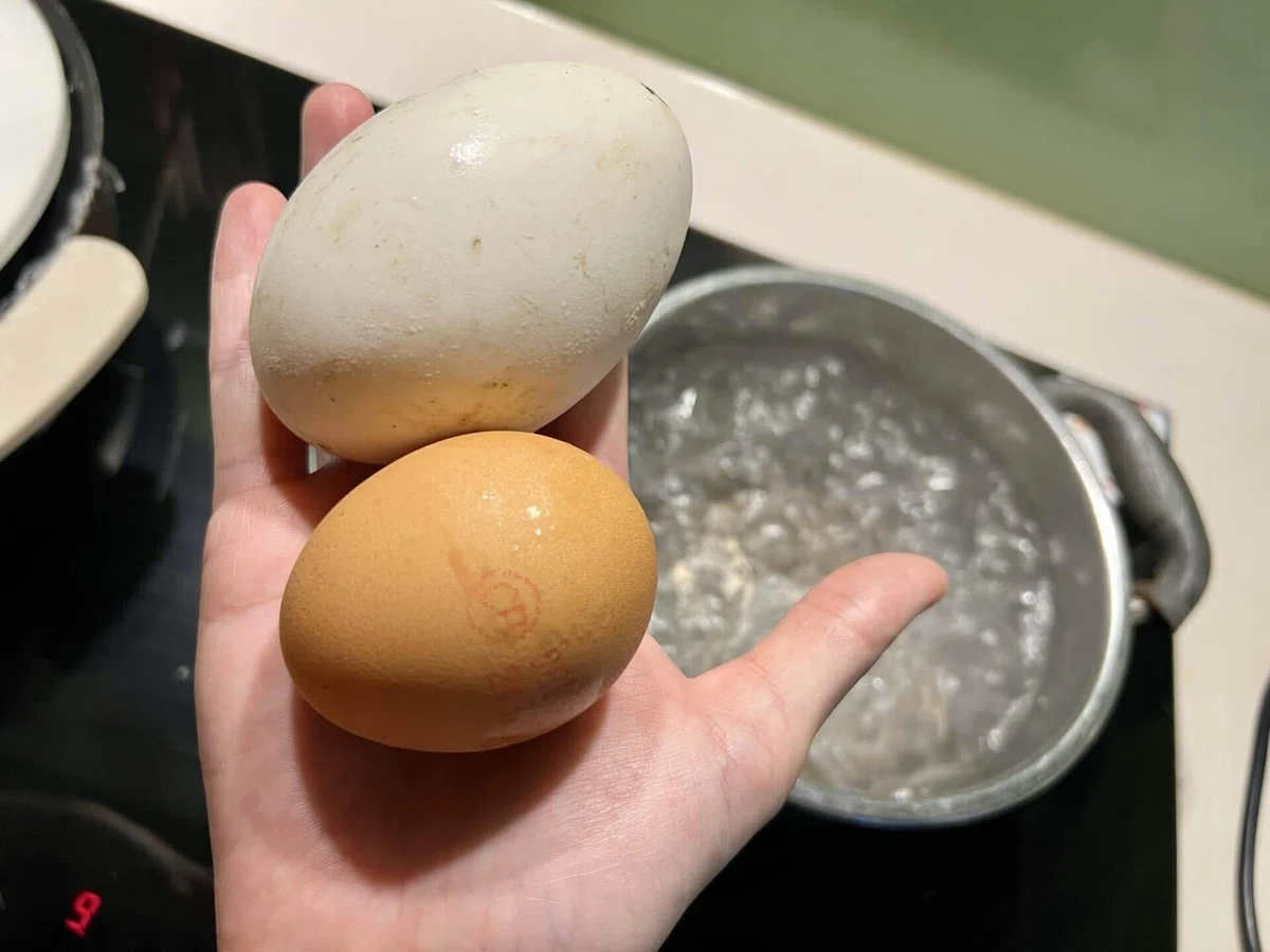 日常生活】ガチョウの卵を茹でてみた！｜ベトライフキャンパス