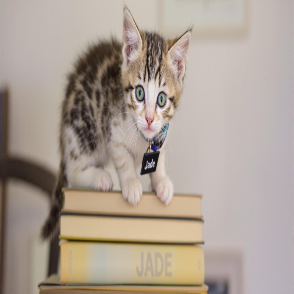 Gemini2.0Flash Thinking Exp.ってプロンプトアドバイザー？(Thoughts