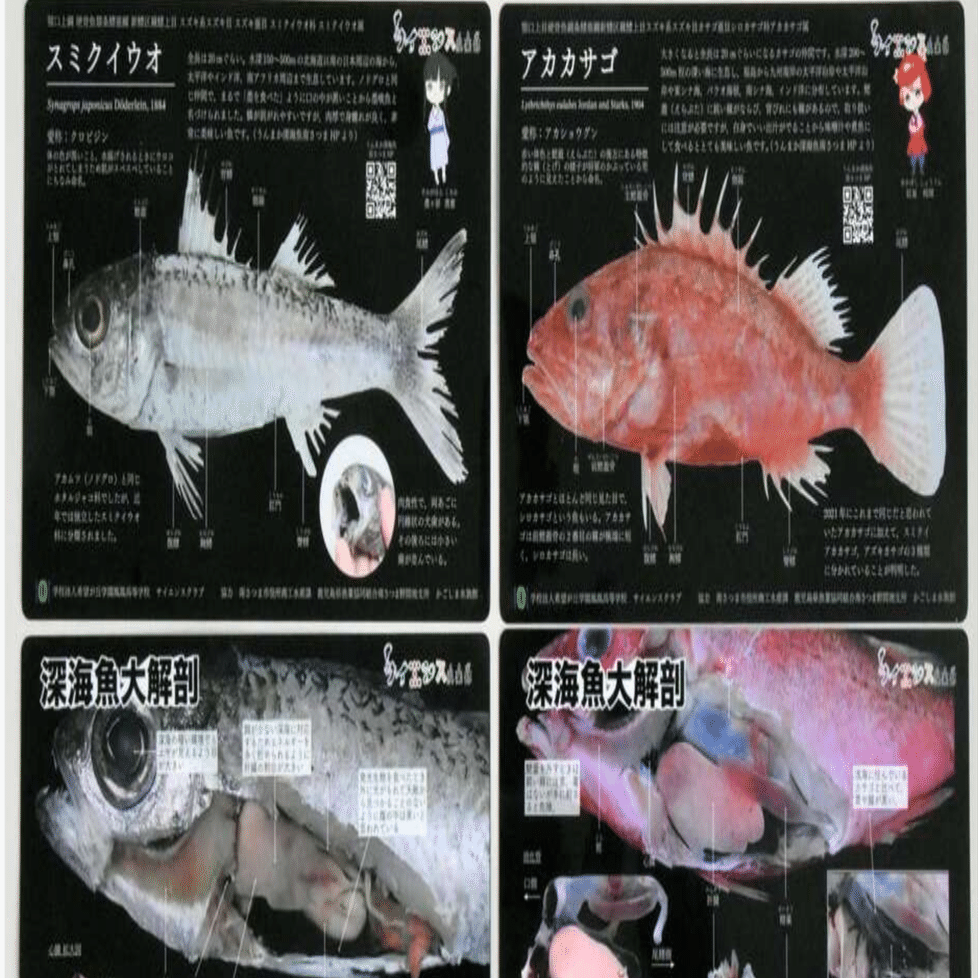 第一弾】解剖教材にもなる南さつまの深海魚下敷き（無料データ配布