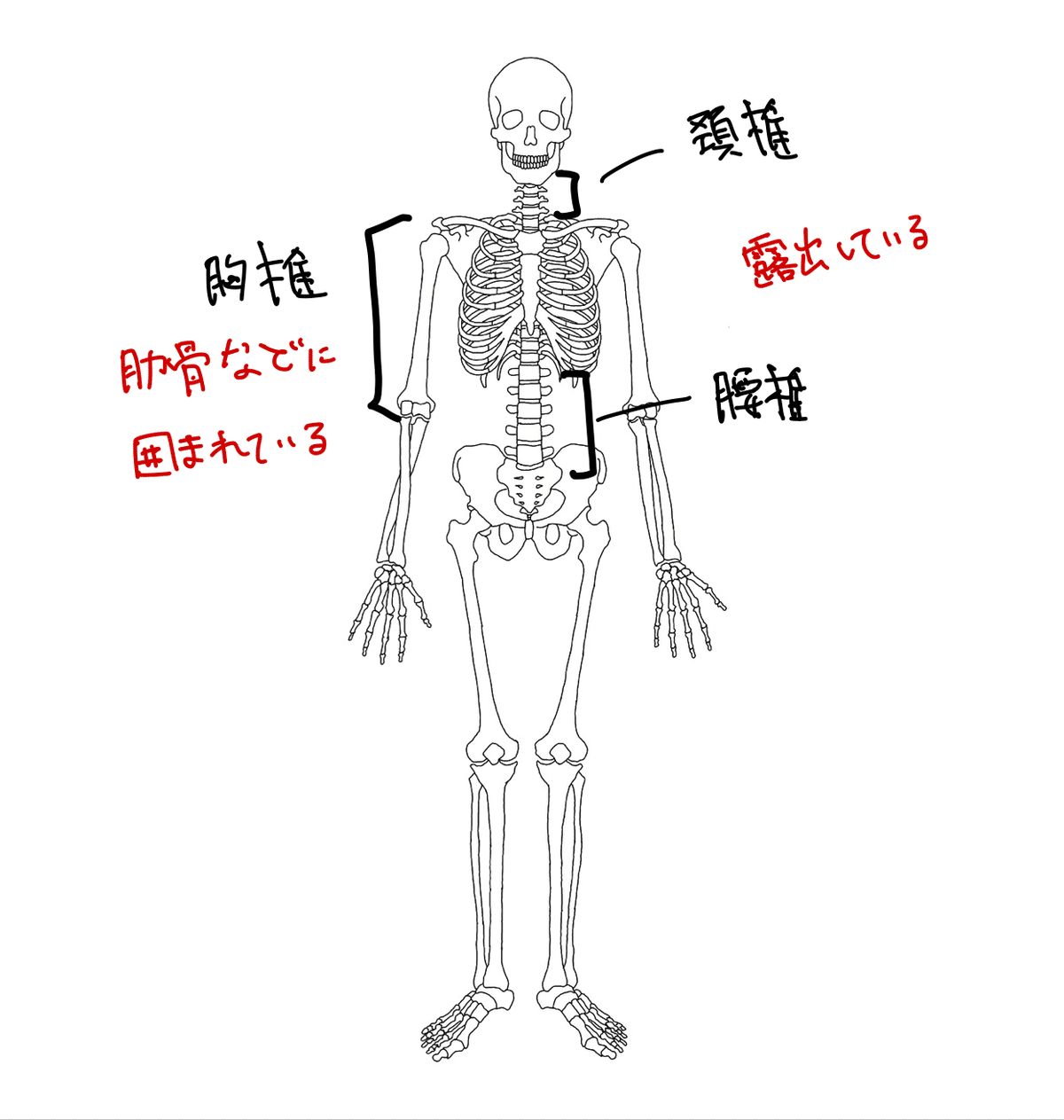 高身長立ちバック カラダ】高身長は腰を傷めやすい件について｜本多奈美＠りとるジム