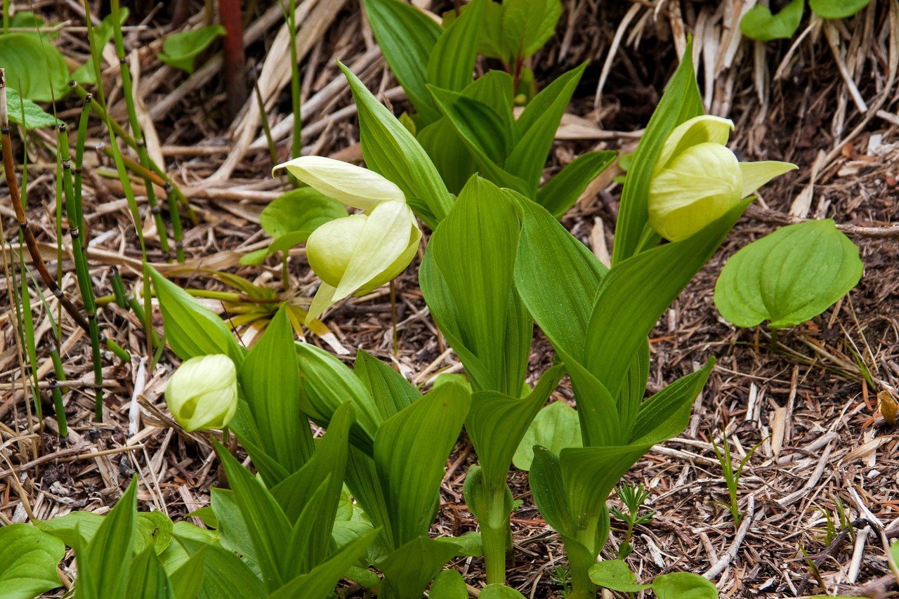 最北端の花の島「礼文島」｜Zenpaku