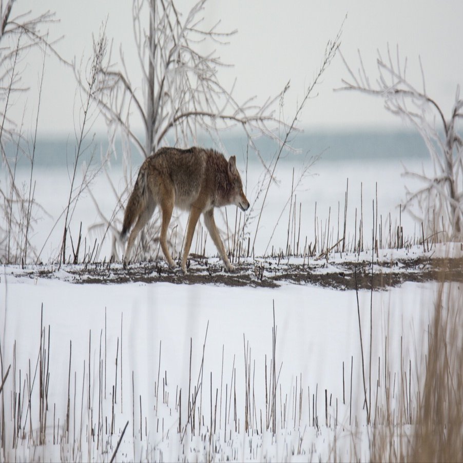 アメリカコガモのスタディバード　バードカービング　他2点 アメリカコガモのスタディバード バードカービング 他2点