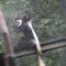 ジャングル系