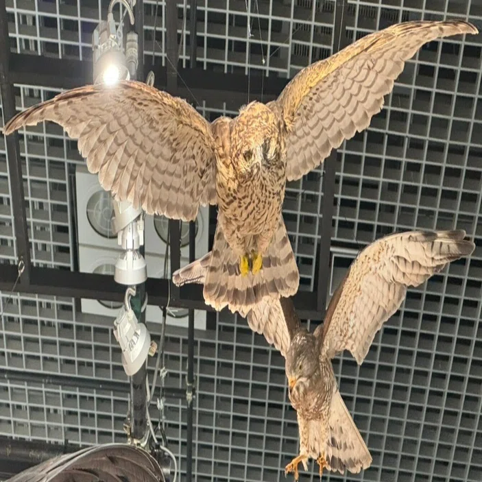 サステナ担当みぃがゆく！科博【鳥展】で改めて考える「鳥がいるという