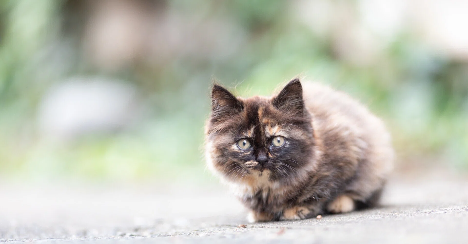 猫に会いに行く旅／田代島の猫写真【秋】🐈｜猫写真家 さくらもえぎ