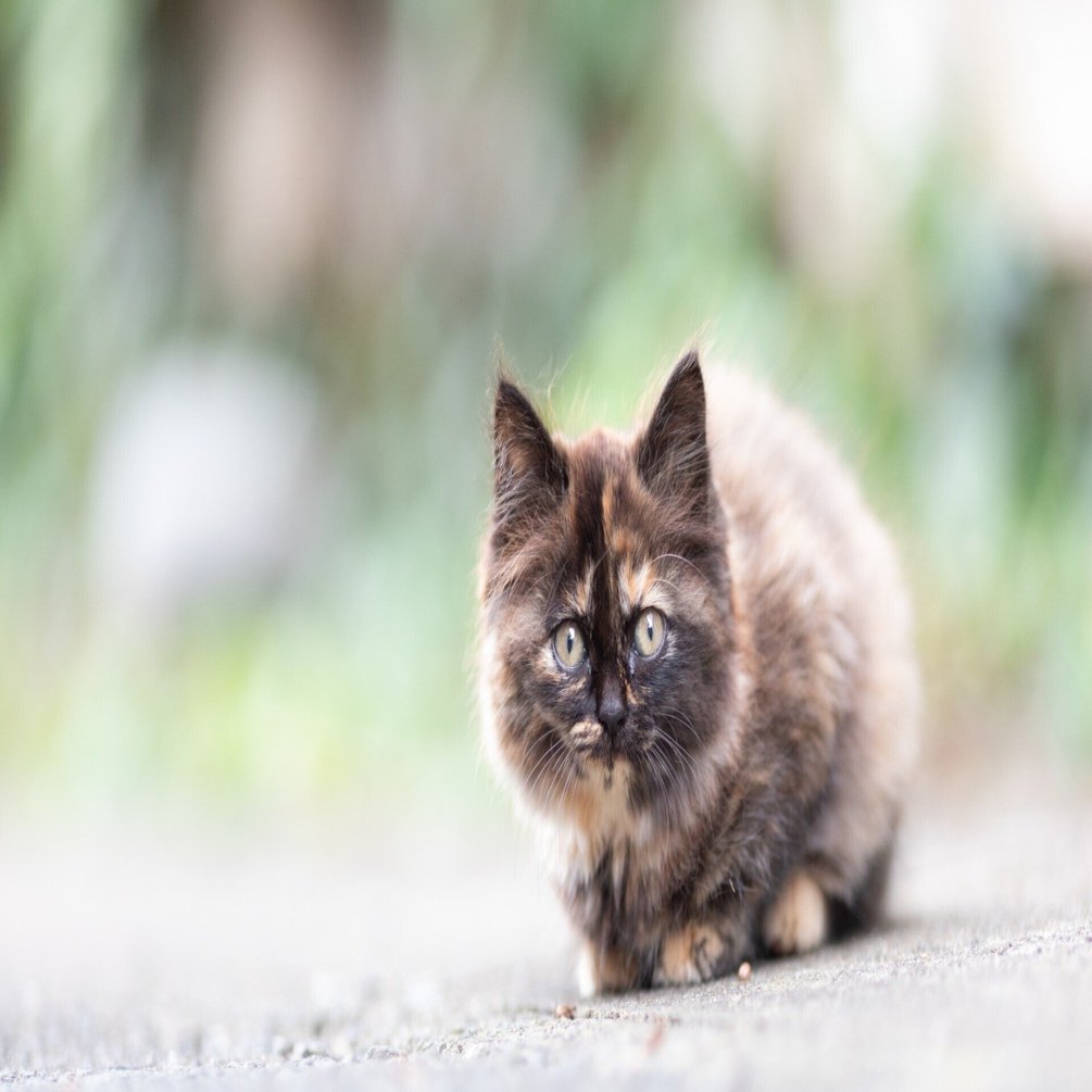 猫に会いに行く旅／田代島の猫写真【秋】🐈｜猫写真家 さくらもえぎ