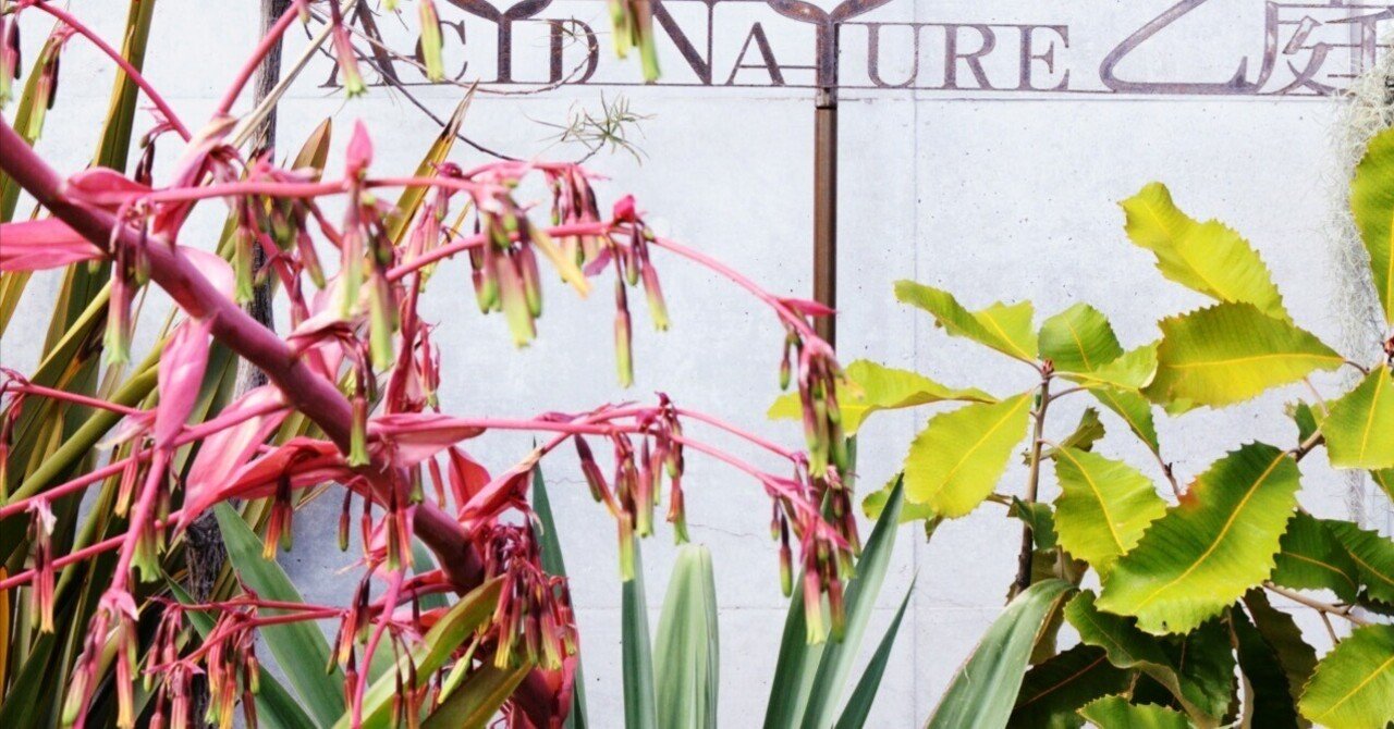 輸入激レア品種 ベスコルネリア セプテントリオナリス×デコステリアナ 輸入激レア品種 ベスコルネリア セプテントリオナリス