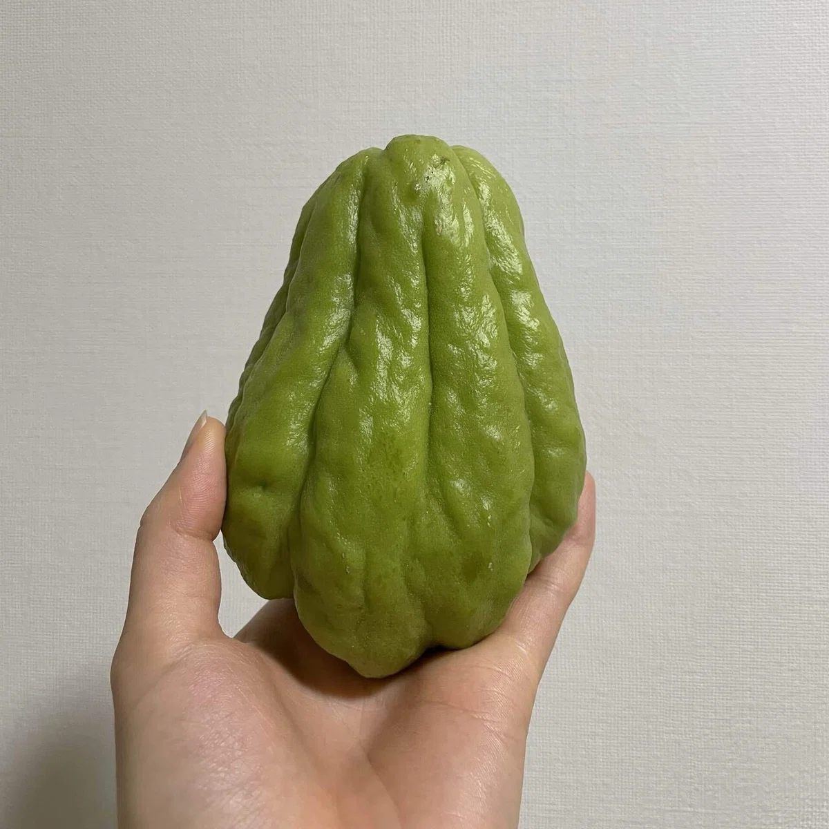 産直コーナーで見つけた便利野菜 ハヤトウリ|モニ子