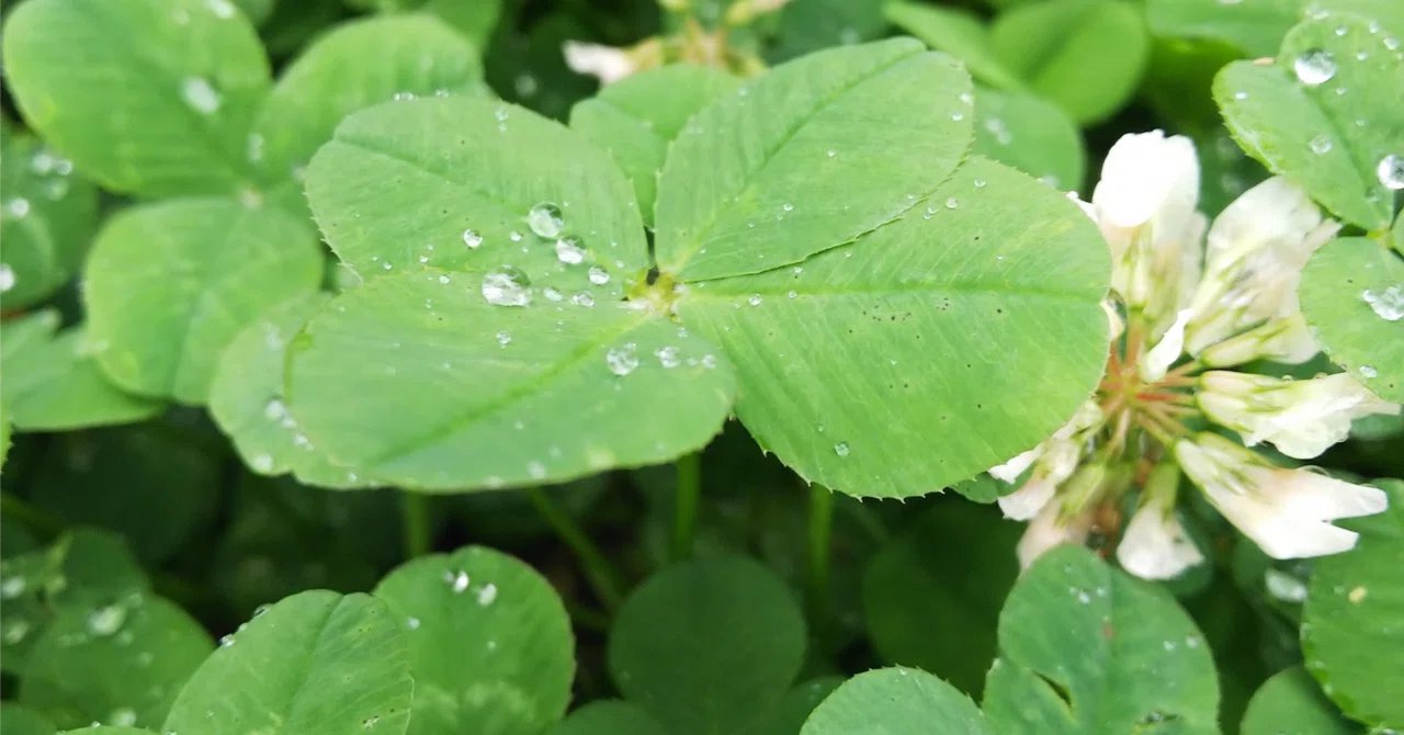 雨の日の想起|あめ