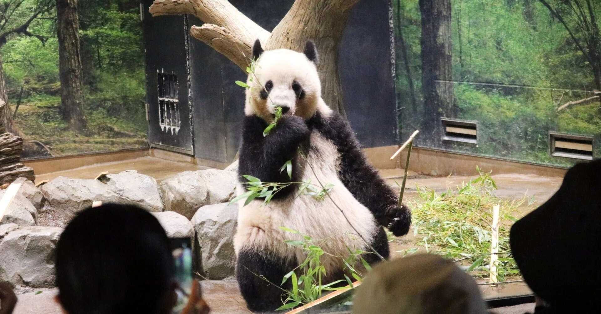 Who Built Ri Ri's Favorite Cave? [Ueno Zoo's Laid-back Panda Life