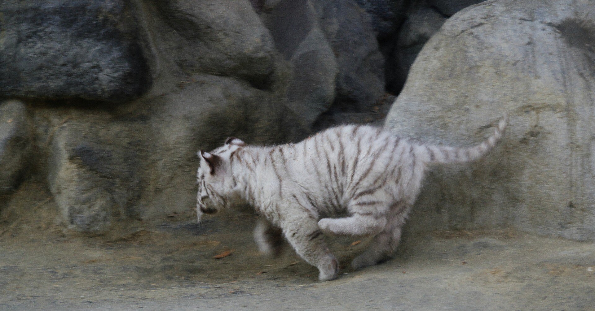 東武動物公園のちびトラに会いに行った話｜VINCENT2GB