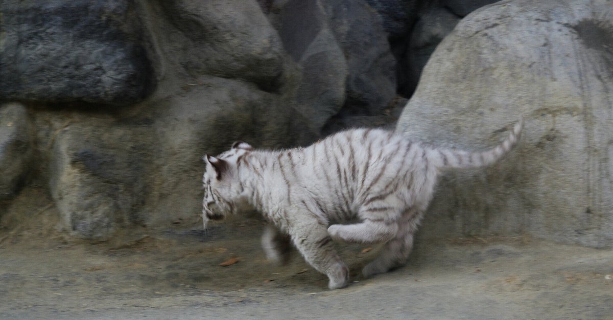 東武動物公園のちびトラに会いに行った話｜VINCENT2GB