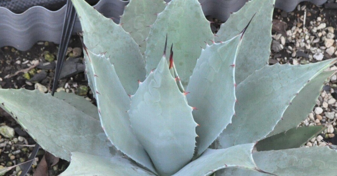 アガベ 詳細案内 2（ハバーディアナ）｜KKGREEN