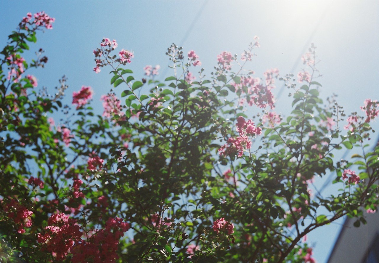 Konica Pearl III - フィルムカメラレビュー｜Hisa Foto