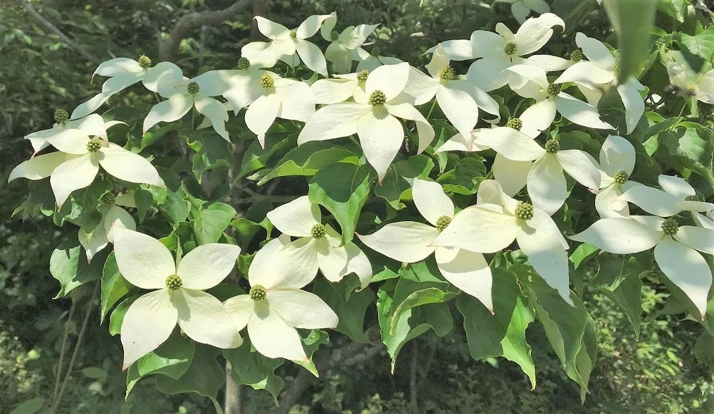 画像11