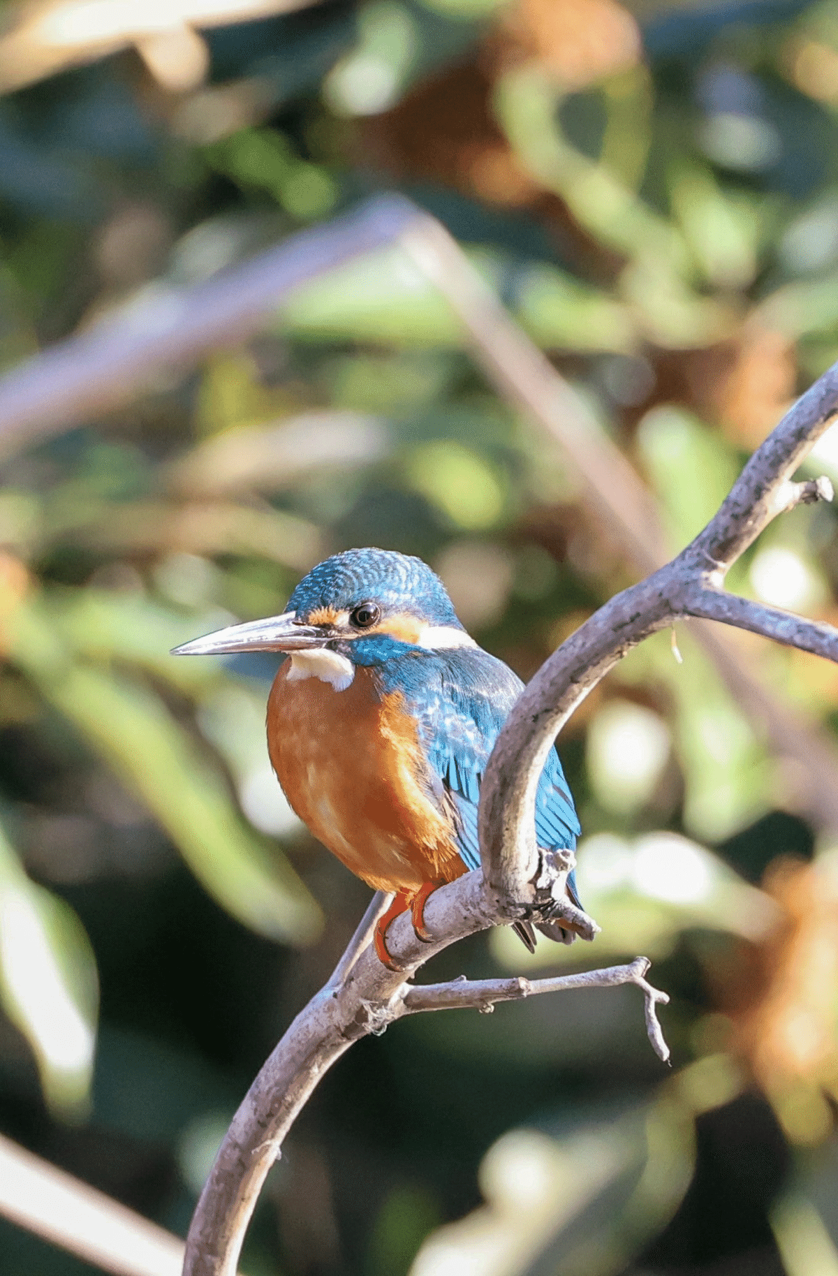 今日の野鳥 20250107｜Kako S