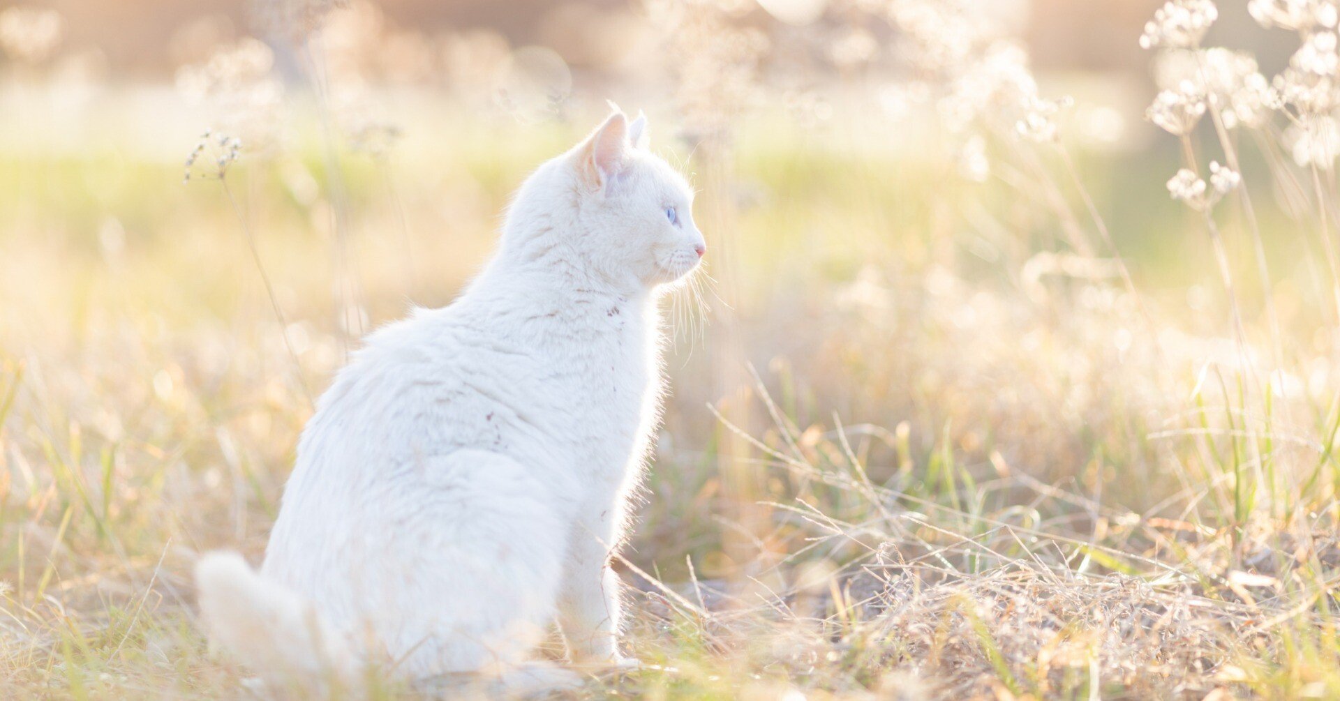 猫に会いに行く旅／冬の猫｜猫写真家 さくらもえぎ＊ねこ旅日和＊