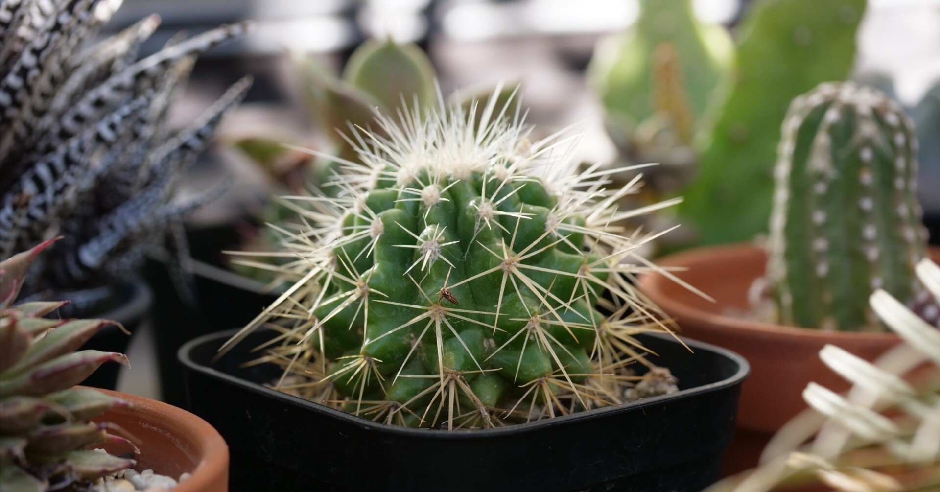 寿命100年を超えるサボテン。金鯱（キンシャチ）は2年でどれだけ大きく