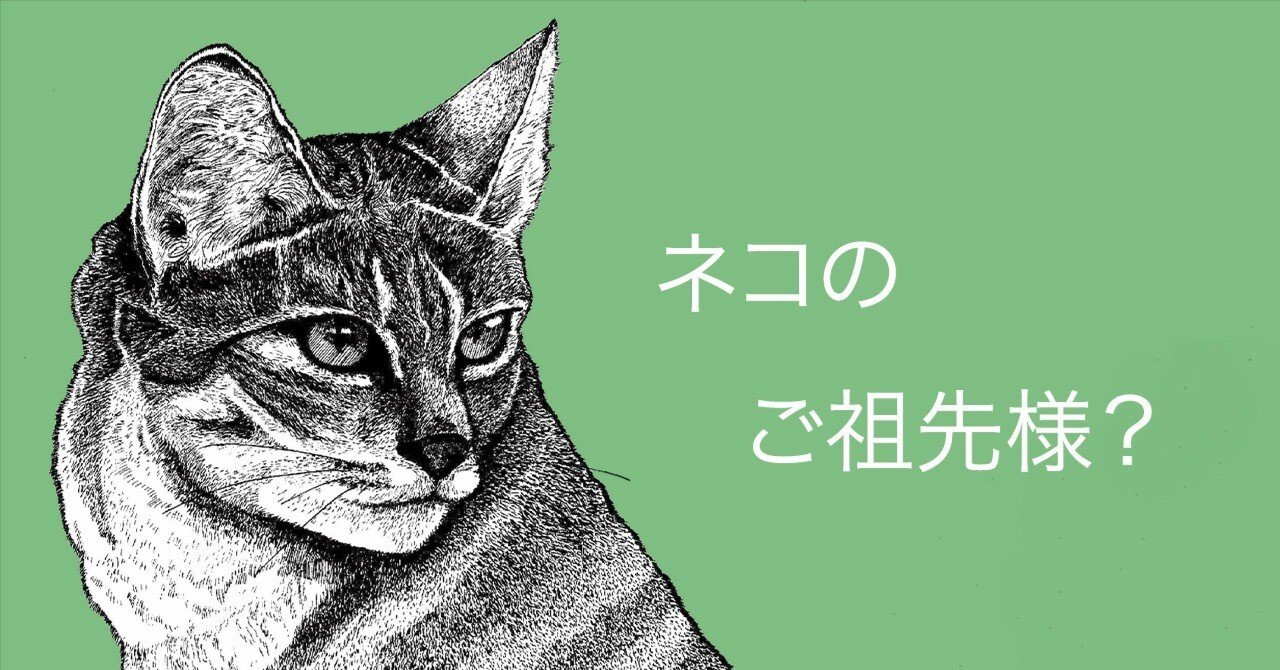 ネコさまが自由な性格なのは、先祖にあるニャ｜津幹 みむ＊動物たちを