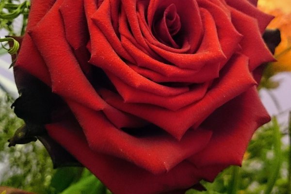 冬薔薇 ふゆそうび の新着タグ記事一覧 Note つくる つながる とどける 冬薔薇 ふゆそうび の新着タグ記事一覧 Note つくる つながる とどける