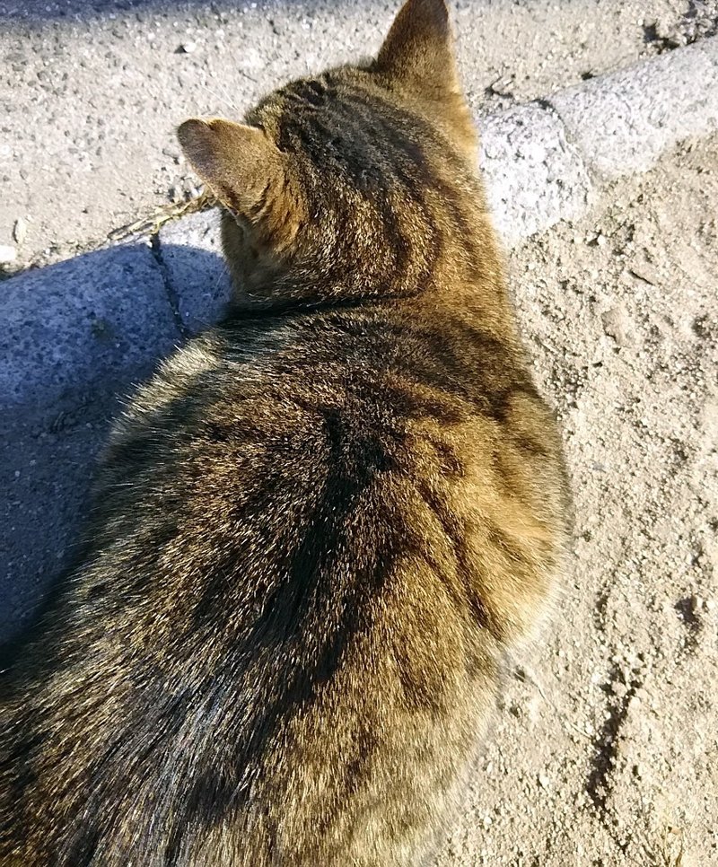 姫島の猫 第5弾 キーさん スー Note 姫島の猫 第5弾 キーさん スー Note