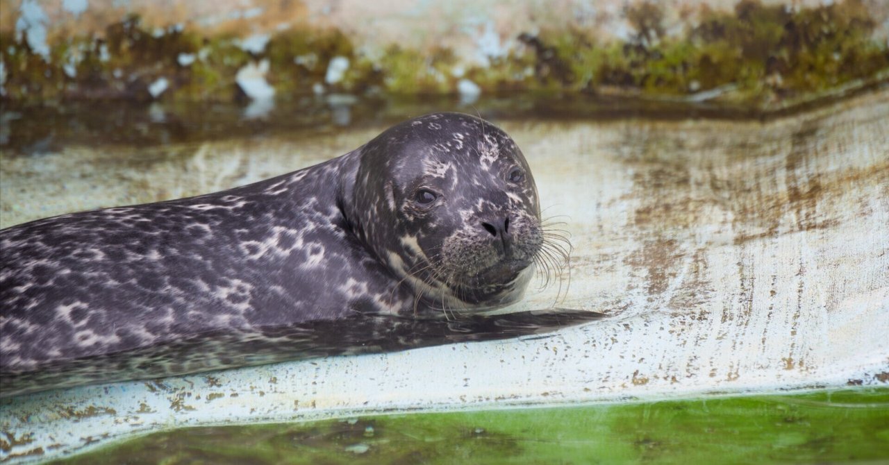 動物園シリーズ 確認用 アザラシ 動物園シリーズ 確認用 アザラシ