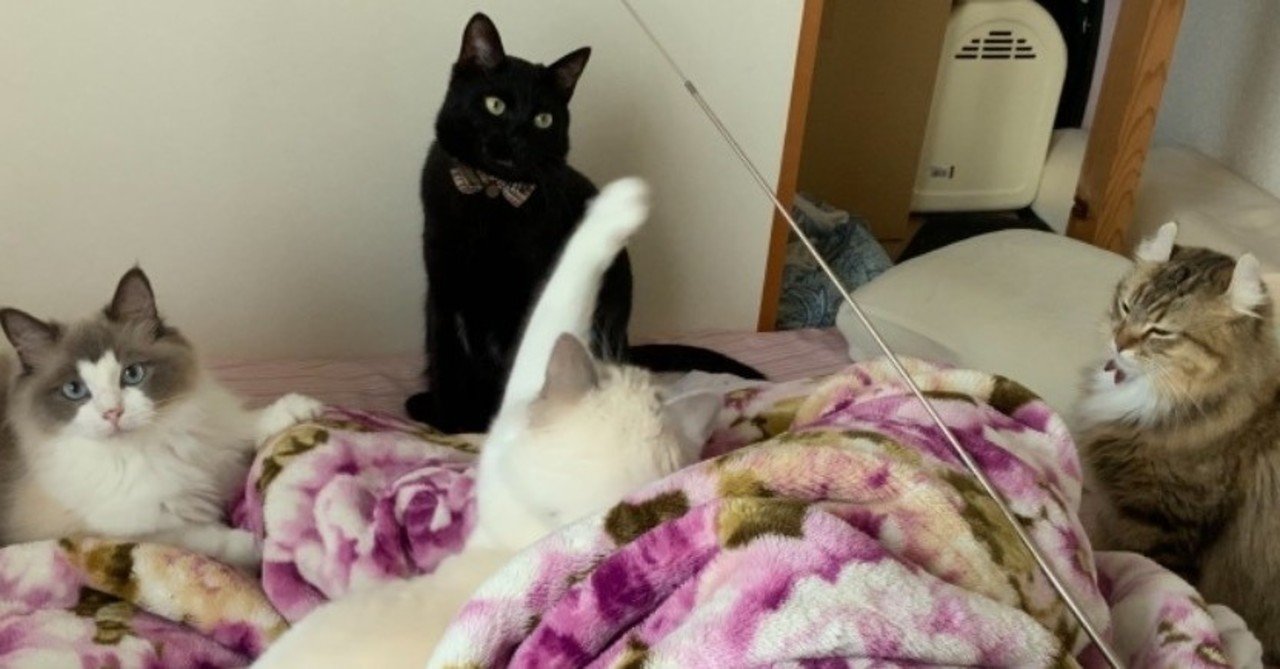 ヤチコダルマ 4匹猫 【公式通販】 ヤチコダルマ 4匹猫 【公式通販】