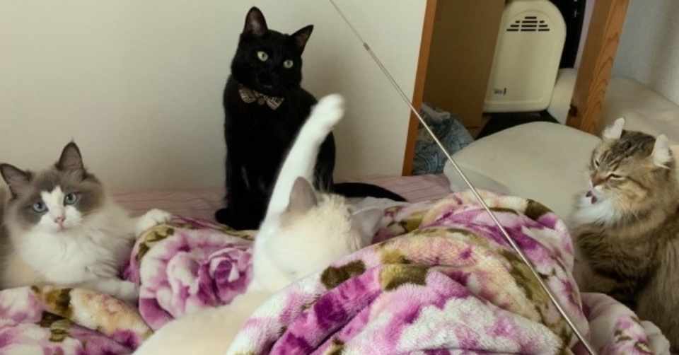 4匹の猫と暮らすということ りゝ Note