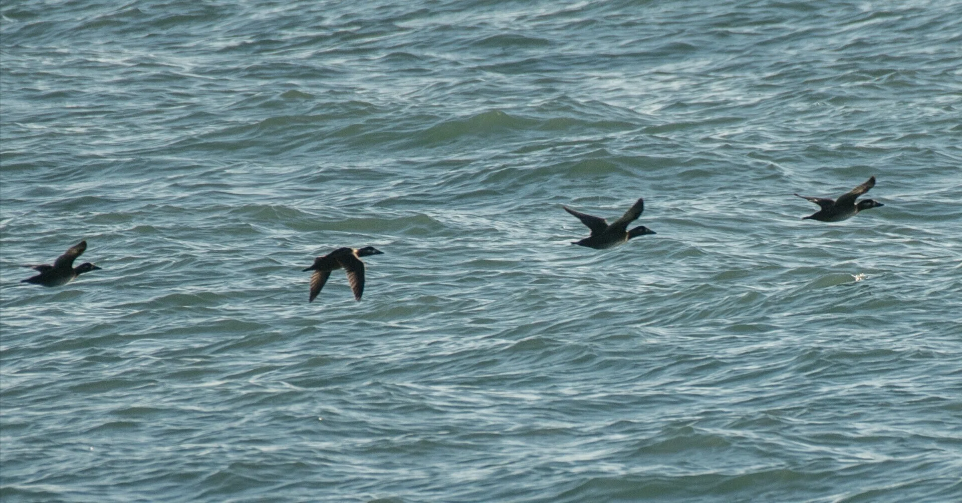 シカゴでバードウォッチング！】 Surf Scoter ｜ローリー