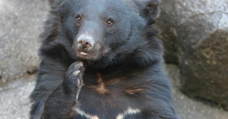 渓流釣りで ツキノワグマに襲われるか おいかわ3 Note