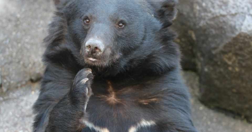 渓流釣りで ツキノワグマに襲われるか おいかわ３ Note